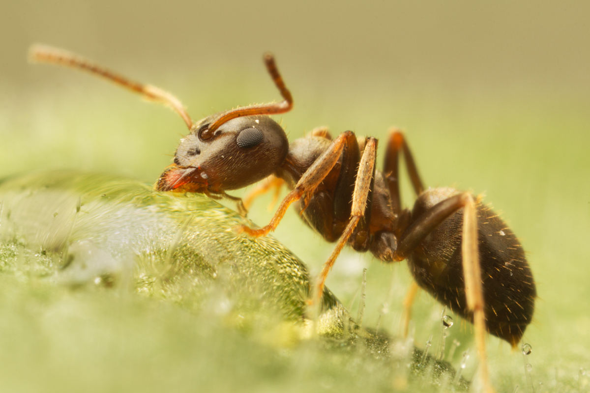 Black Ant drinking 1